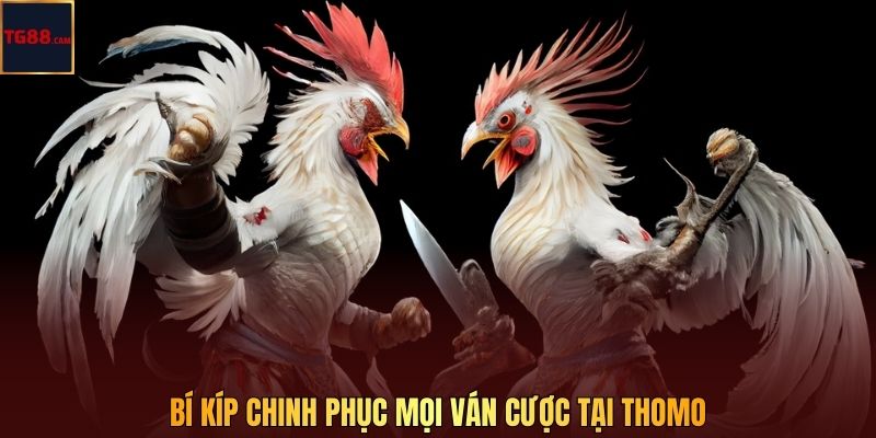 Bí kíp chinh phục mọi ván cược tại Thomo