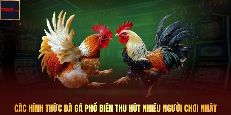 Các hình thức đá gà phổ biến thu hút nhiều người chơi nhất