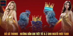 Đá Gà Thomo – Hướng Dẫn Chi Tiết Từ A–Z Cho Người Mới TG88