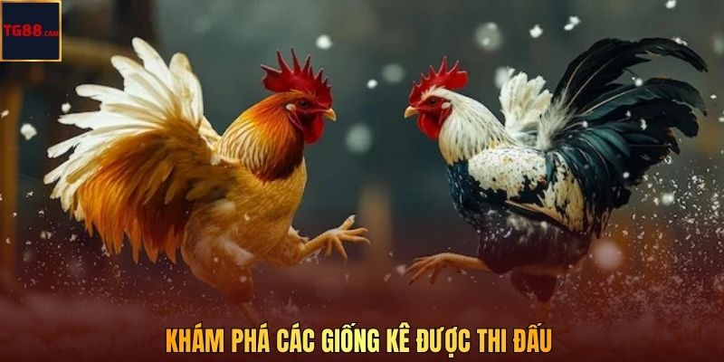 Khám phá các giống kê được thi đấu 